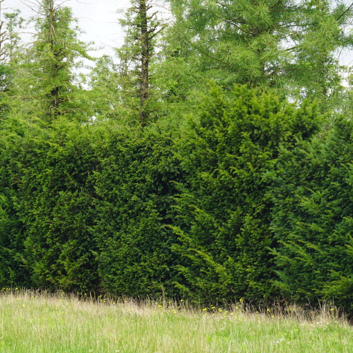 2. Taxus baccata 